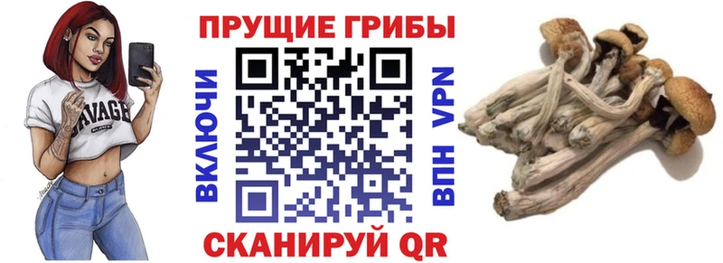 как найти закладки  Сосновка  shop клад  Псилоцибиновые грибы Psilocybe 